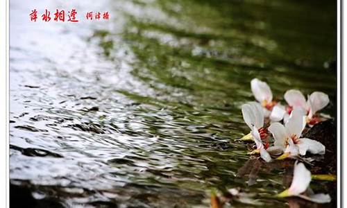 落花有意流水无情_落花有意流水无情类似的句子