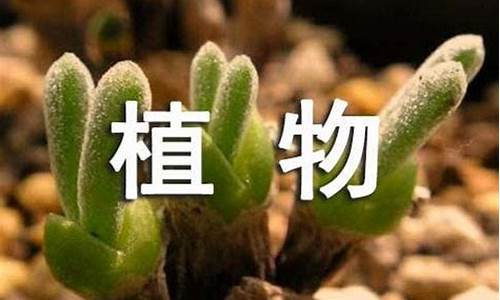 关于植物的成语20个_关于植物的成语20个字